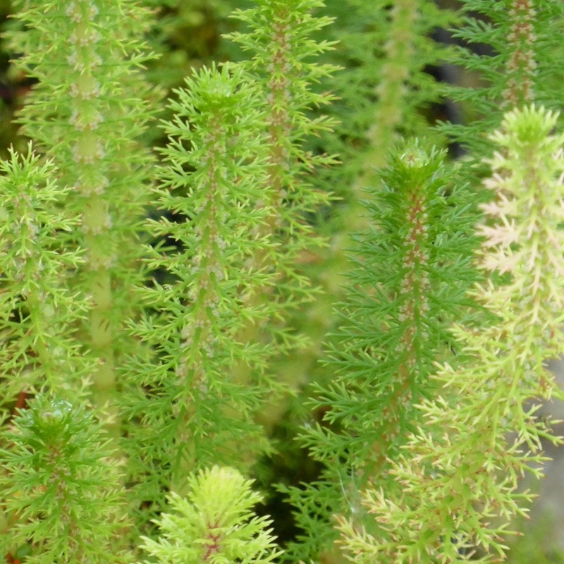 Oxygenating Upright Water Milfoil | Myriophyllum crispatum Plant in a 1L Pot
