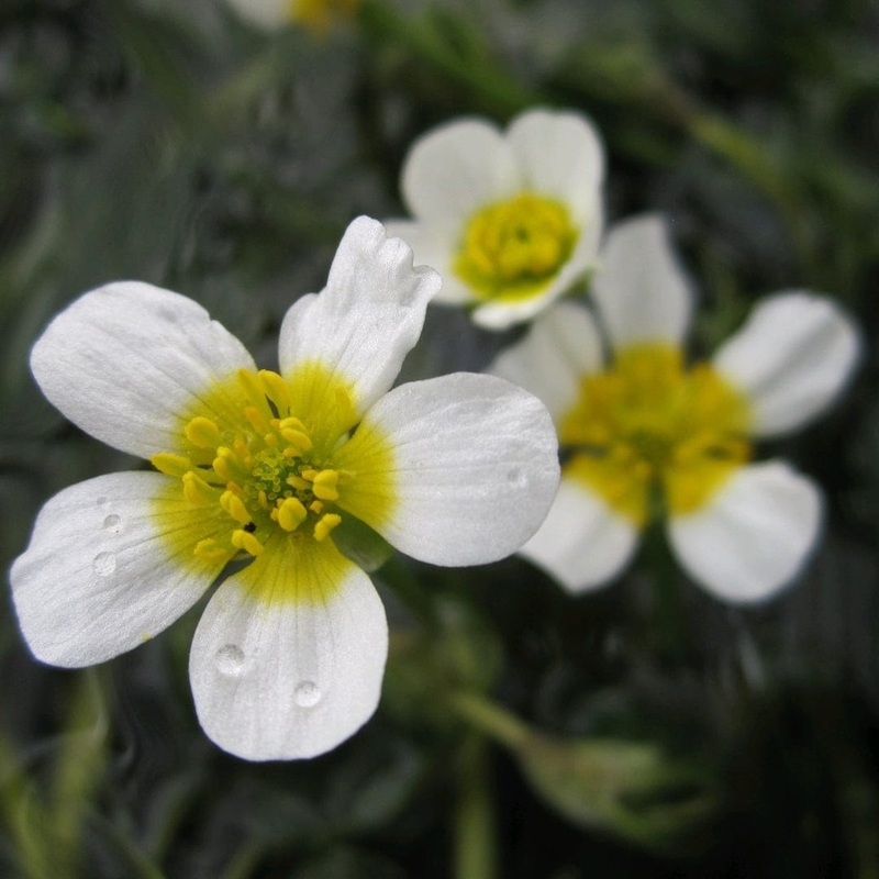 Oxygenating Water Crowfoot | Ranunculus aquatilis 5 Bunches
