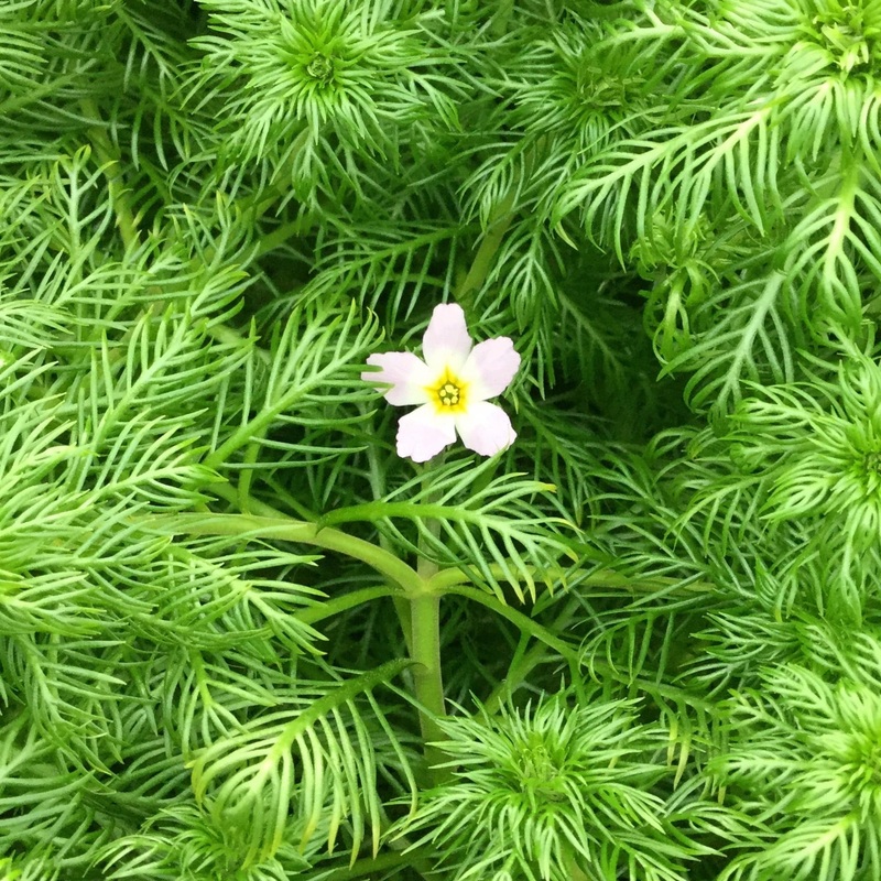 Oxygenating Water Violet Plants | Hottonia palustris 5 Bunches of Oxygenating Plants