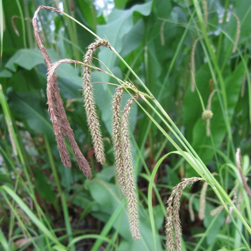 Pendulous sedge Plant in a 1L Aquatic Pot
