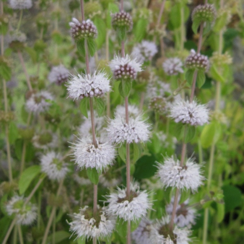 Pennyroyal | Mentha pulegium Plant in a 1L Aquatic Pot