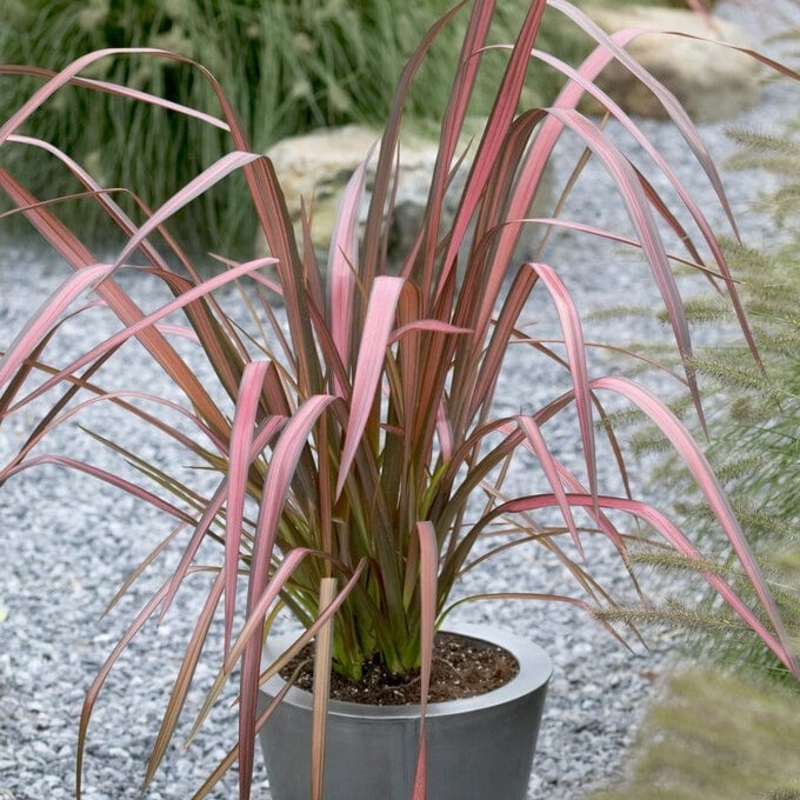 Phormium ‘Evening Glow’ Plant in a 3L Pot