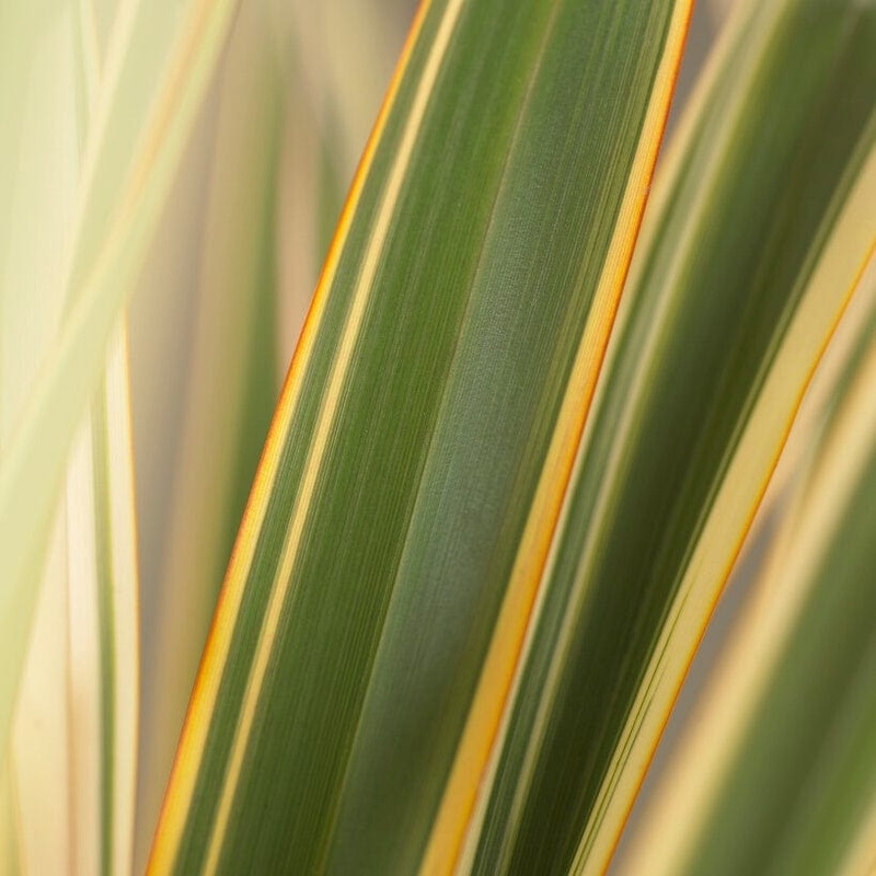 Phormium ‘Golden Ray’ Plant in a 3L Pot