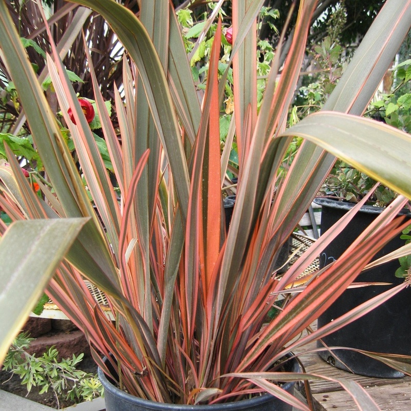 Phormium ‘Sundowner’ Plant in a 3L Pot