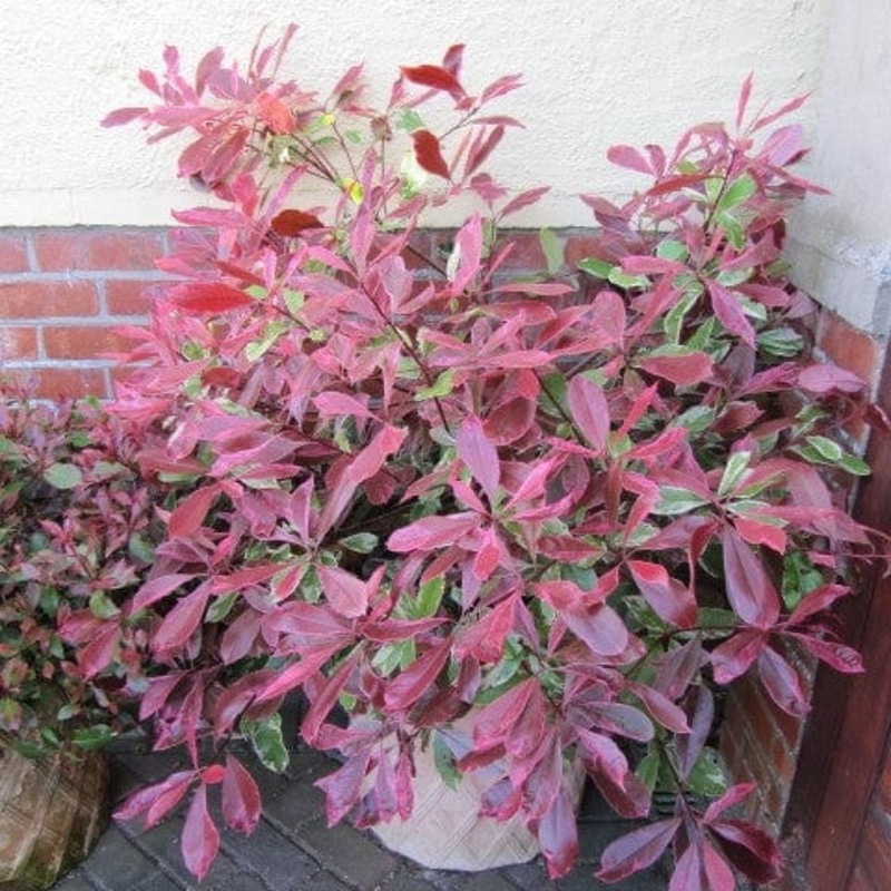 Photinia ‘Pink Marble’ Plant in a 3L Pot