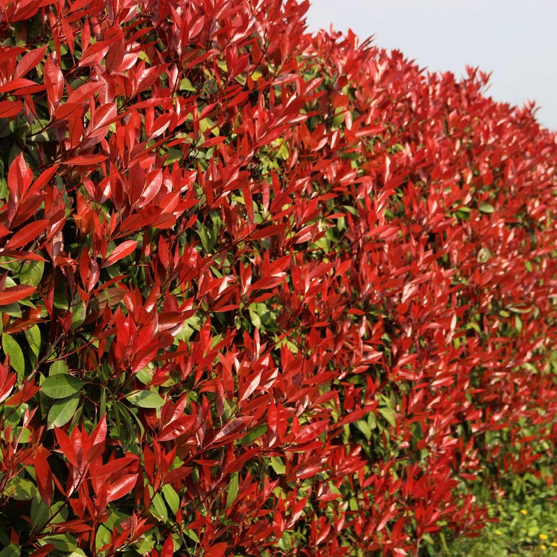 Photinia ‘Red Robin’ Plant in a 9cm Pot (3-5 per metre)