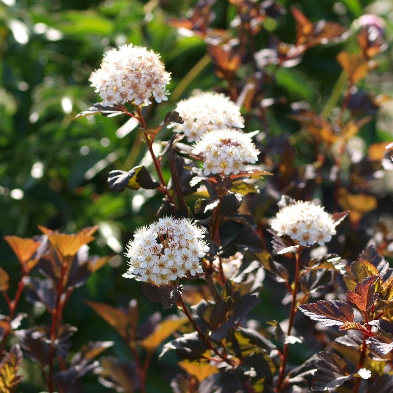 Physocarpus ‘Diabolo’ Plant in a 3L Pot