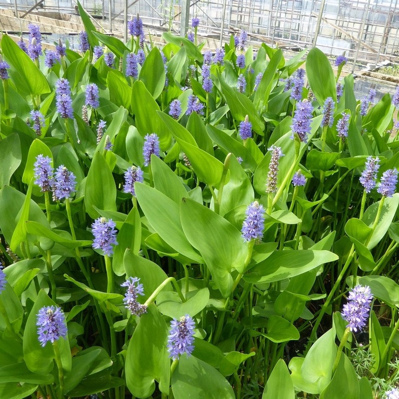 Pickerel Weed | Pontederia cordata Plant in a 1L Aquatic Pot