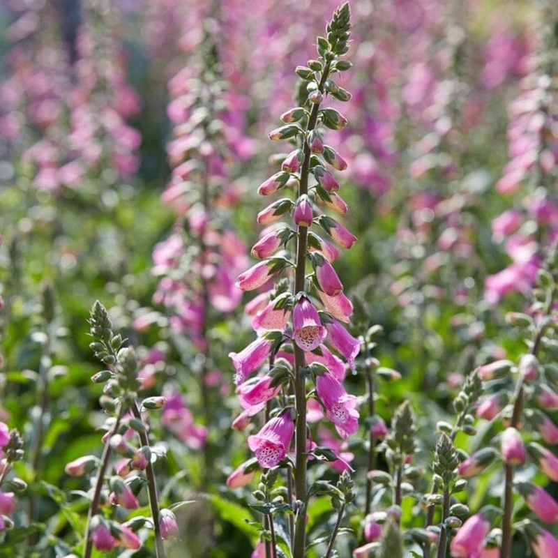 Pink Foxglove | Digitalis ‘Pink Panther’ Premium Plant in a 3L Pot