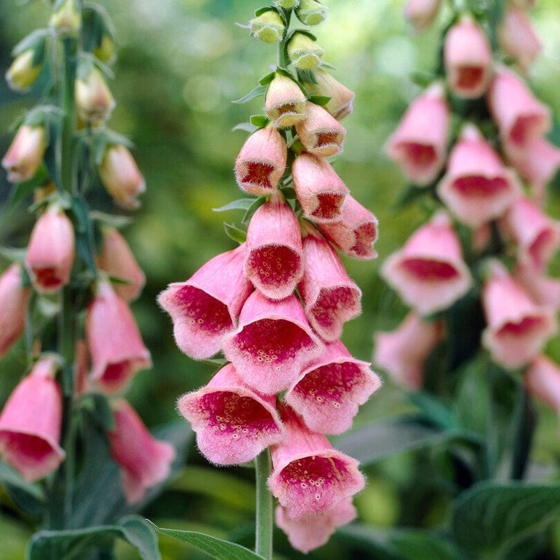 Pink Foxglove | Digitalis x mertonensis ‘Summer King’ Garden Ready Plant in a 1L Pot