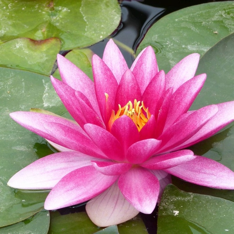 Pink Water Lily | Nymphaea ‘Charles de Meurville’ Plant in a 3L Aquatic Pot
