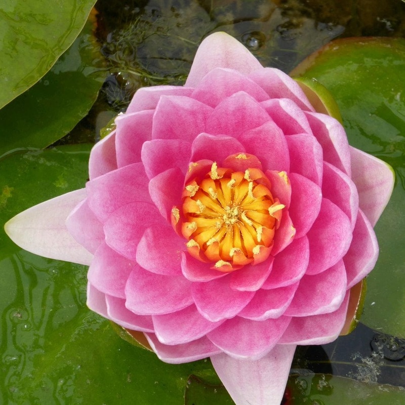 Pink Water Lily | Nymphaea ‘Madame Wilfron Gonnre’ Plant in a 3L Aquatic Pot