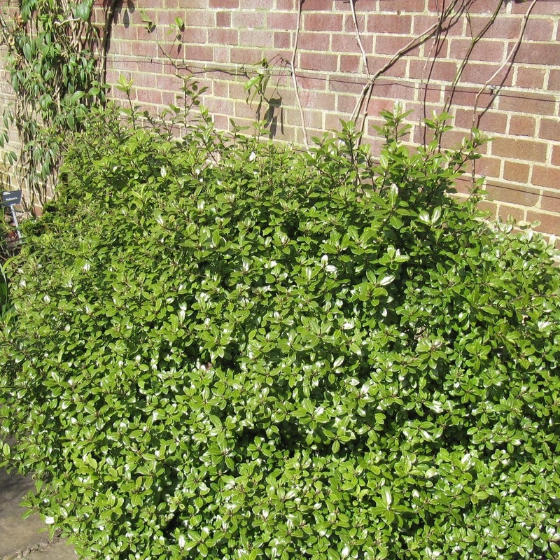 Pittosporum ‘Golden Ball’ Plant in a 3L Pot