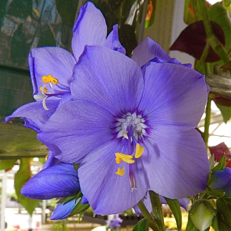 Polemonium ‘Bressingham Purple’ Garden Ready Plant in a 1L Pot