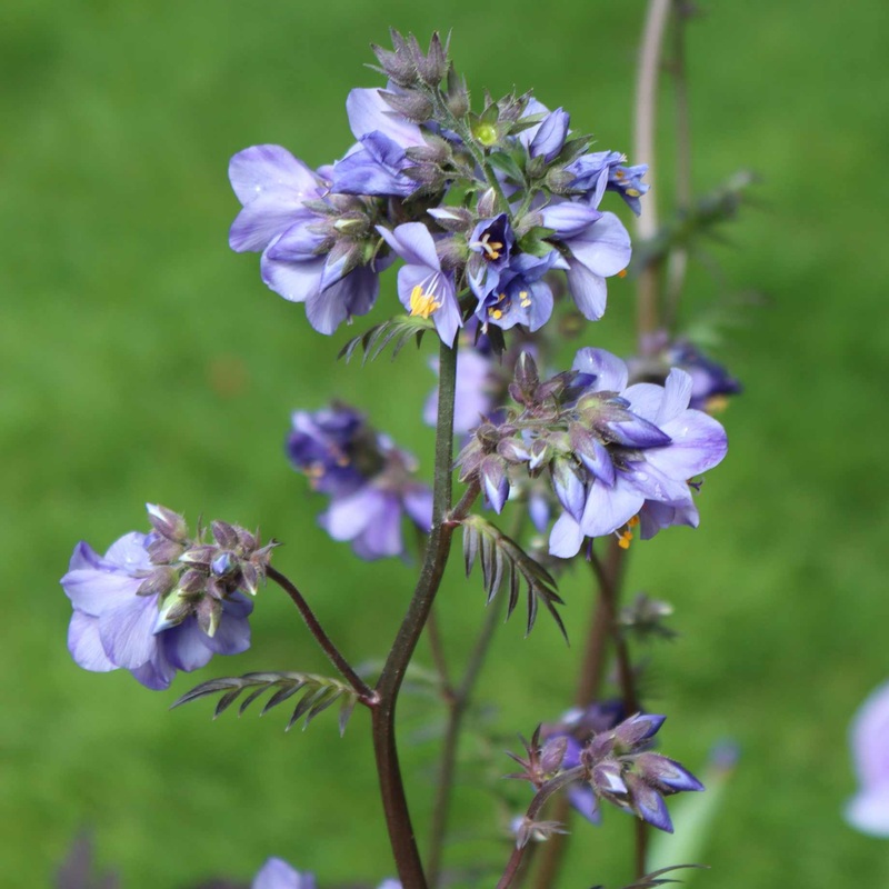 Polemonium ‘Brise d’Anjou’ Garden Ready Plant in a 1L Pot