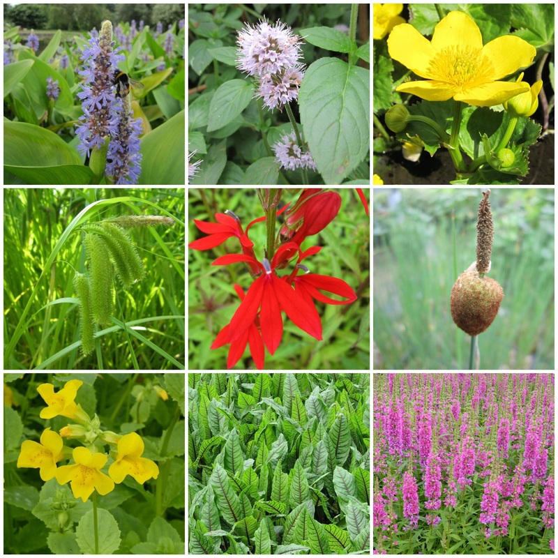 Pond Plants for Wildlife Collection 3 Plants in 1L Aquatic Pots