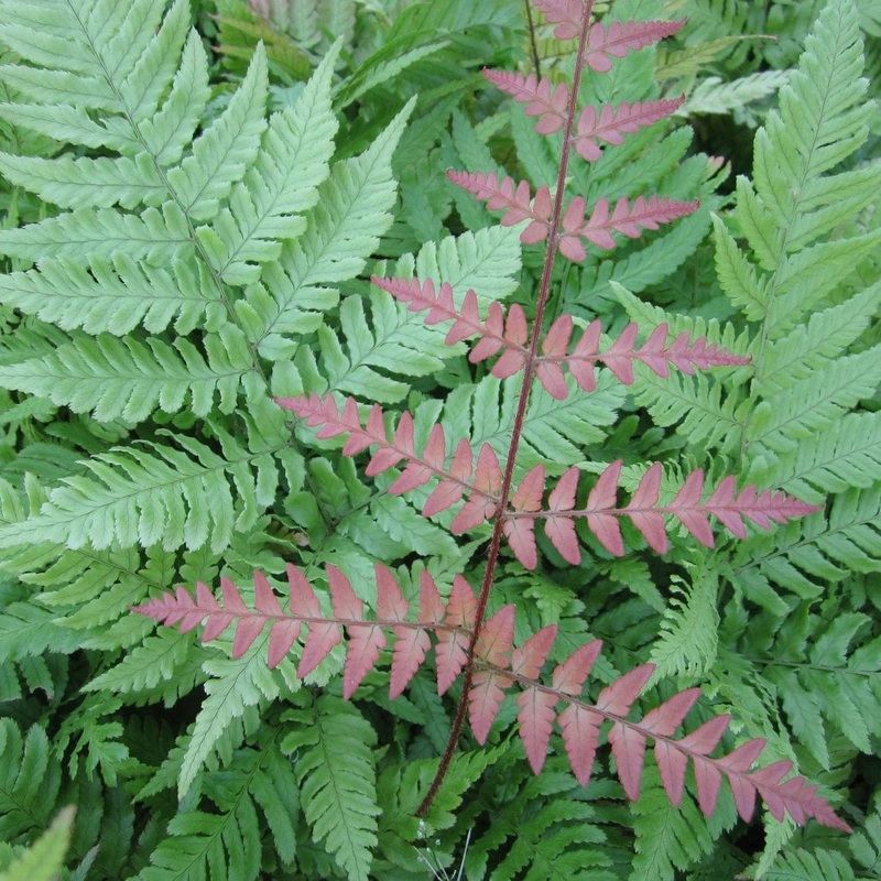 Pondside Fern Pack 3 Plants in 9cm Pots