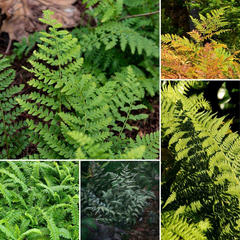 Premium Fern Collection 6 Plants in 9cm Pots