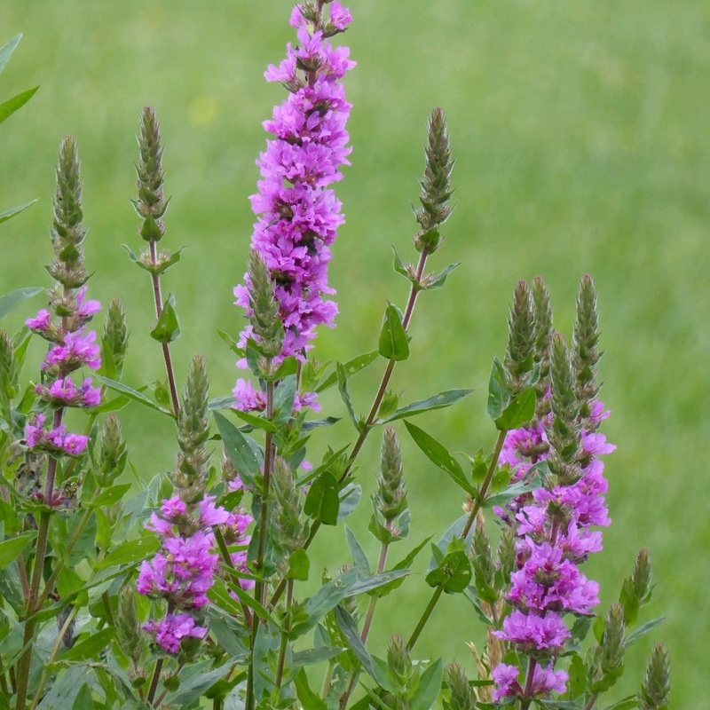Purple Loosestrife | Lythrum salicaria Plant in a 1L Aquatic Pot