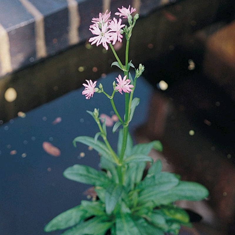 Ragged Robin Plant in a 1L Aquatic Pot