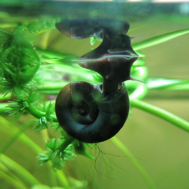 Ramshorn Snails | Planorbis corn 5 Molluscs