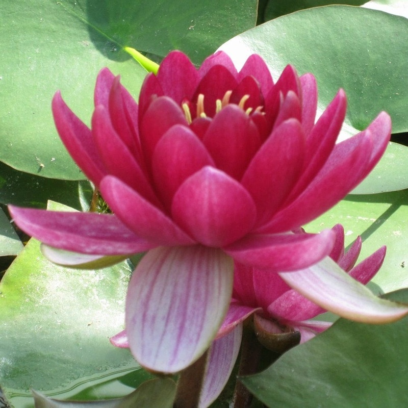 Red Water Lily | Nymphaea ‘Perry’s Baby Red’ Plant in a 2L Aquatic Pot
