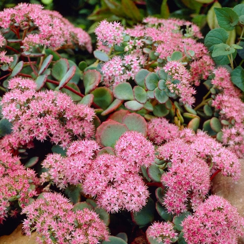 Sedum ‘Rose Carpet’ Premium Plant in a 3L Pot