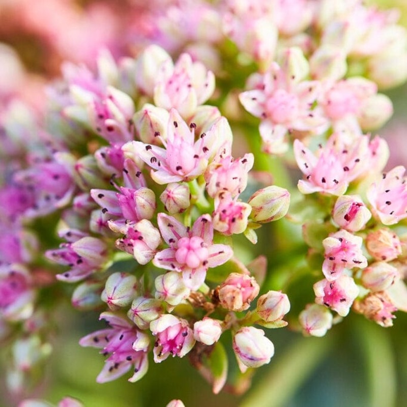 Sedum ‘Sunsparkler Lime Zinger’ Premium Plant in a 3L Pot