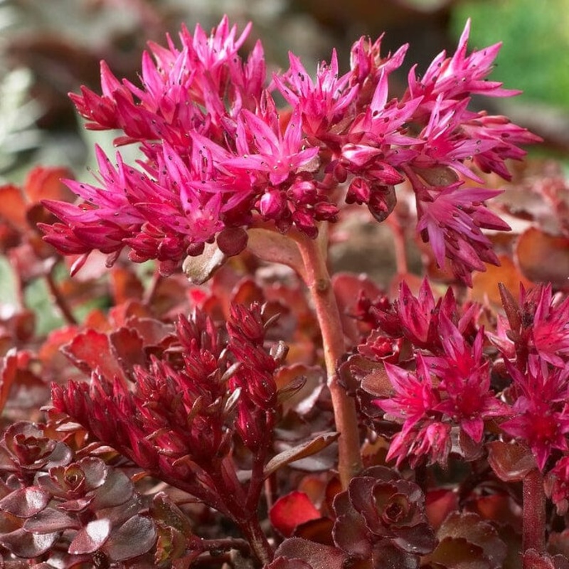 Sedum ‘Sunsparkler Wildfire’ Garden Ready Plant in a 1L Pot