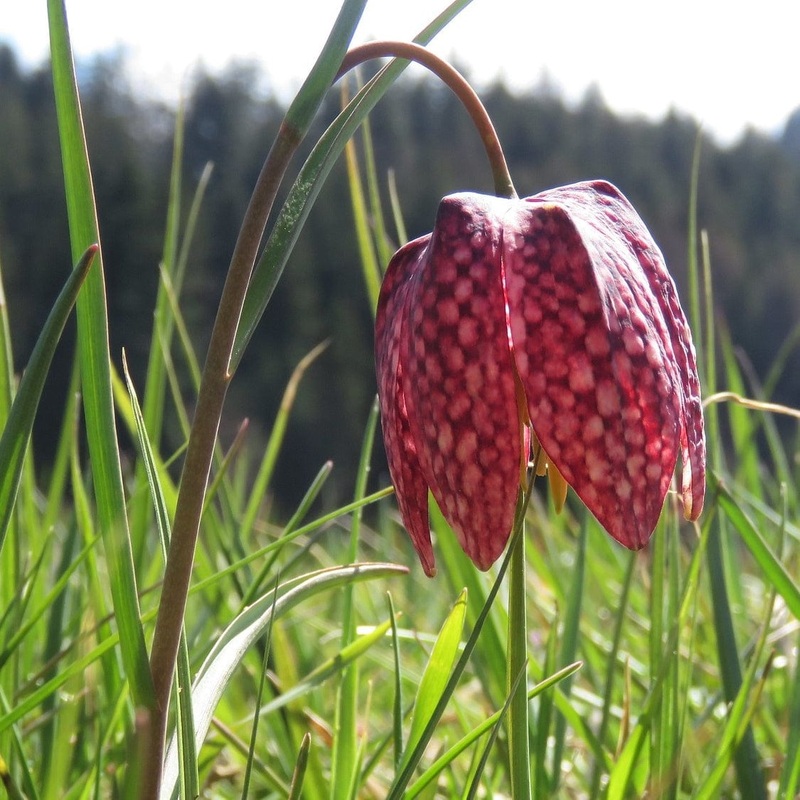 Snake’s Head Fritillary | Fritillaria meleagris Plant in a 1L Aquatic Pot