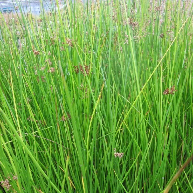 Soft Rush | Juncus effusus Plant in a 1L Aquatic Pot