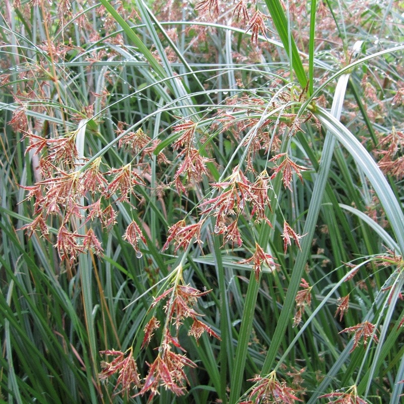 Sweet Galingale | Cyperus longus Plant in a 1L Aquatic Pot