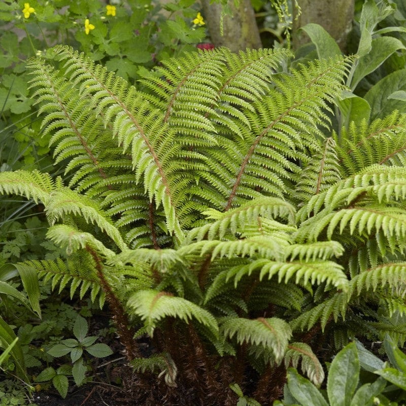 Tassel Fern | Polystichum polyblepharum
