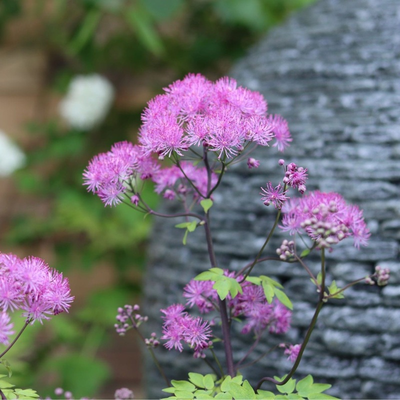Thalictrum ‘Black Stockings’ Garden Ready Plant in a 1L Pot