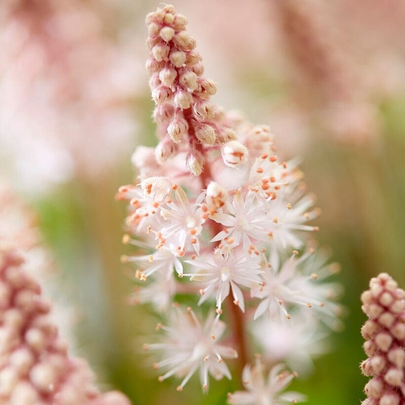 Tiarella ‘Pink Skyrocket’ Garden Ready Plant in a 1L Pot