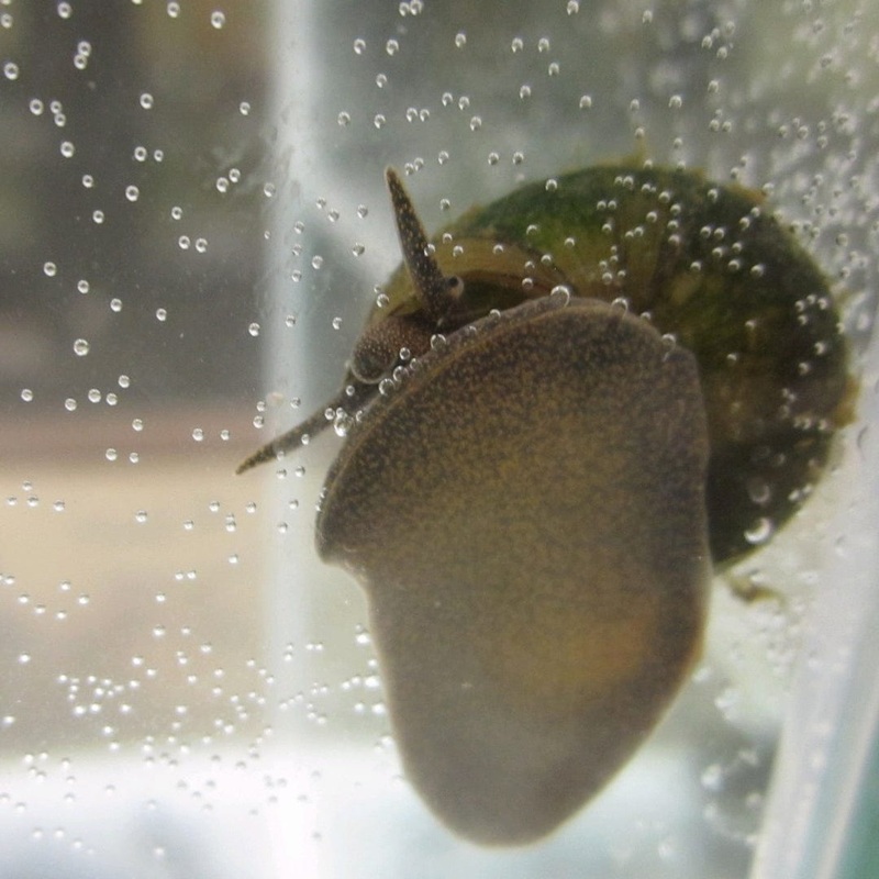Trapdoor Snails | Viviparus viviparus 5 Trapdoor Snails