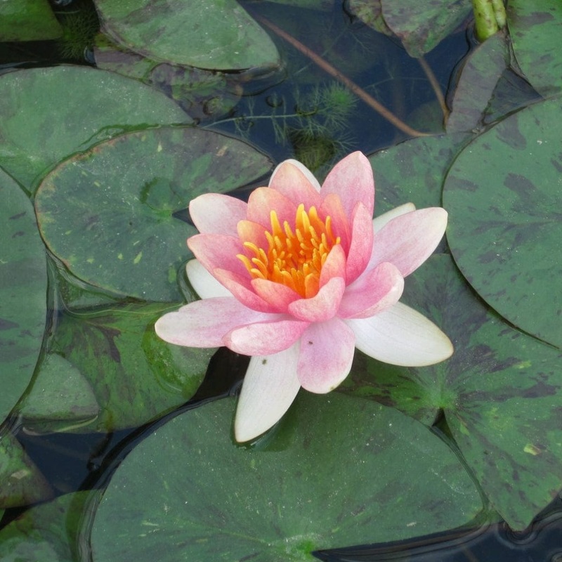Variable Water Lily | Nymphaea ‘Aurora’ Plant in a 1L Aquatic Pot