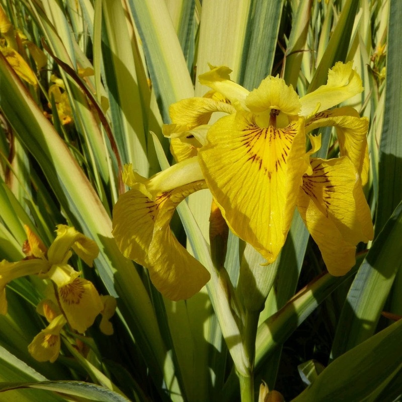 Variegated Flag Iris | Iris pseudacorus ‘Variegata’ Plant in a 3L Aquatic Pot