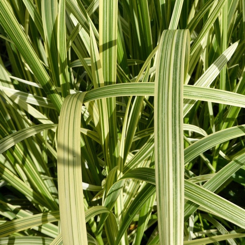 Variegated Reed Sweet Grass | Glyceria maxima variegata Plant in a 1L Aquatic Pot