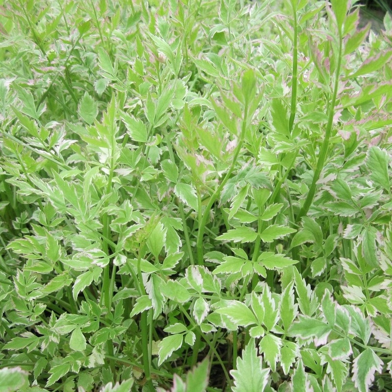 Varigated Water Dropwort ‘Flamingo’ Plant in a 1L Aquatic Pot