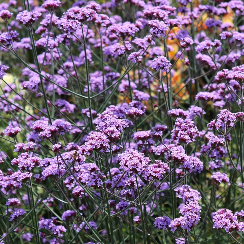 Verbena bonariensis Garden Ready Plant in a 1L Pot