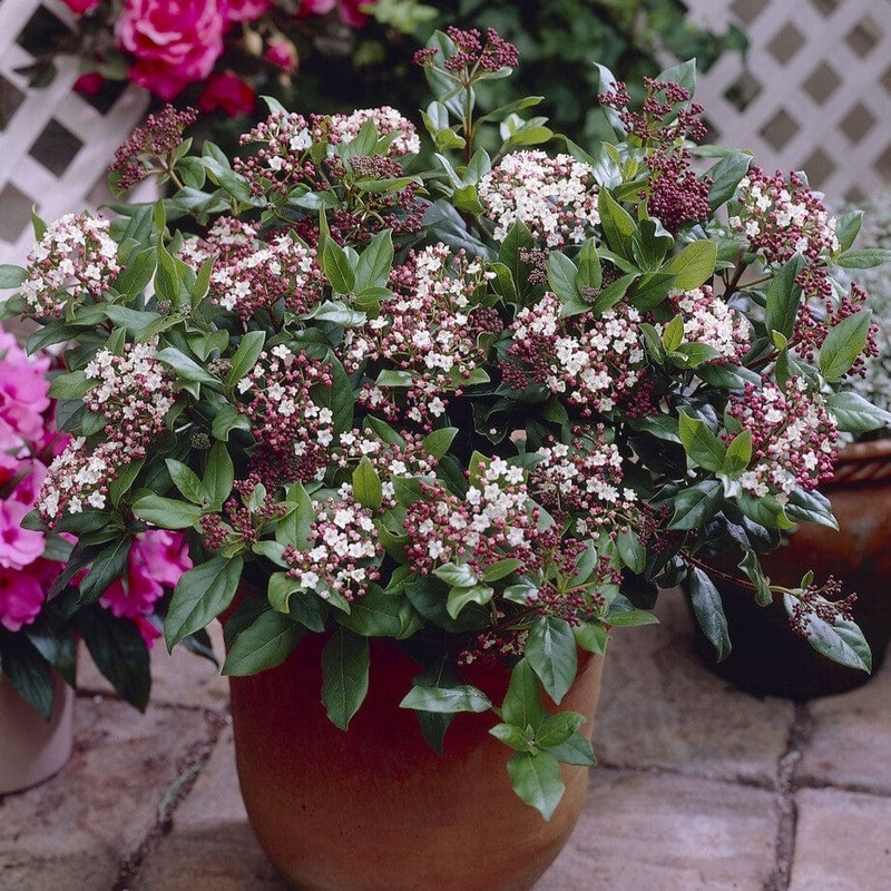 Viburnum tinus Plant in a 3L Pot