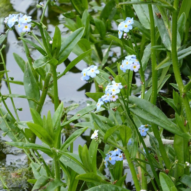 Water Forget-Me-Not | Myosotis scorpioides Plant in a 1L Aquatic Pot