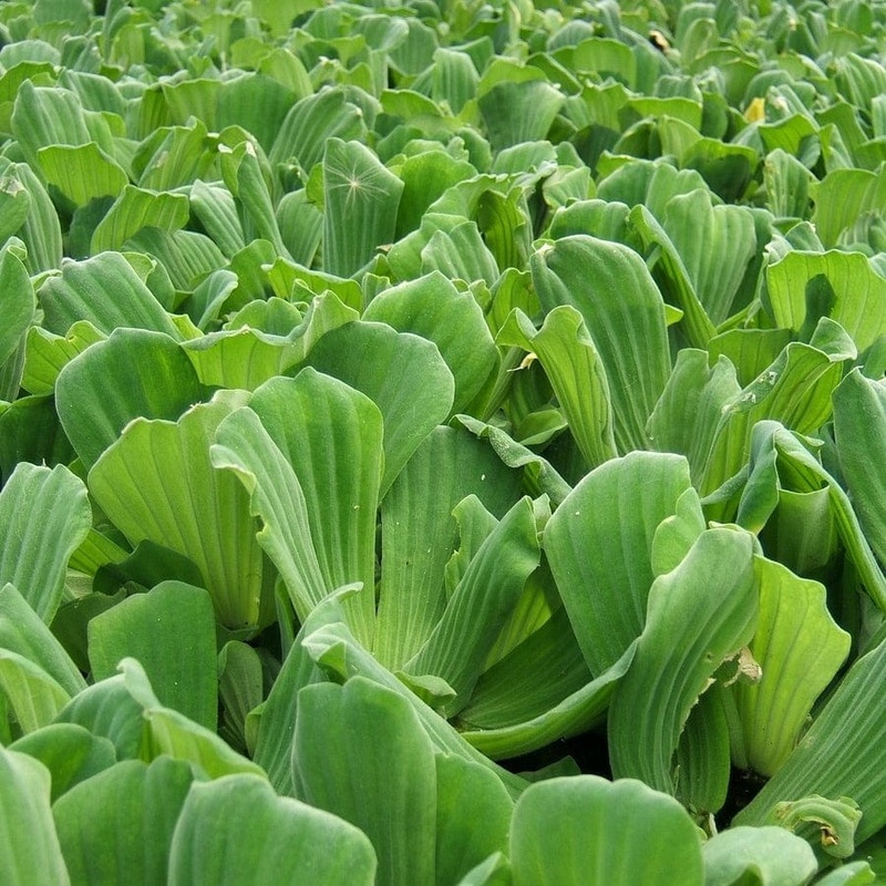 Water Lettuce | Pistia stratiotes 5 Bunches of Oxygenating Plants