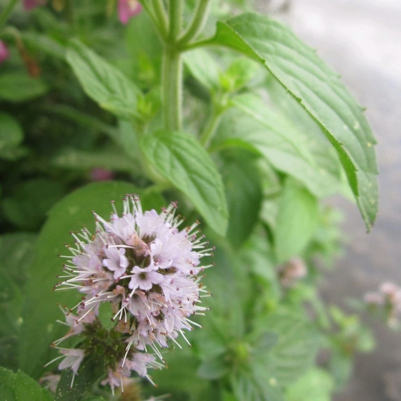 Water Mint | Mentha aquatica Plant in a 1L Aquatic Pot
