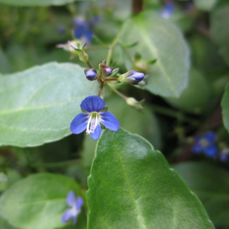 Water Pimpernel | Veronica beccabunga Plant in a 1L Aquatic Pot