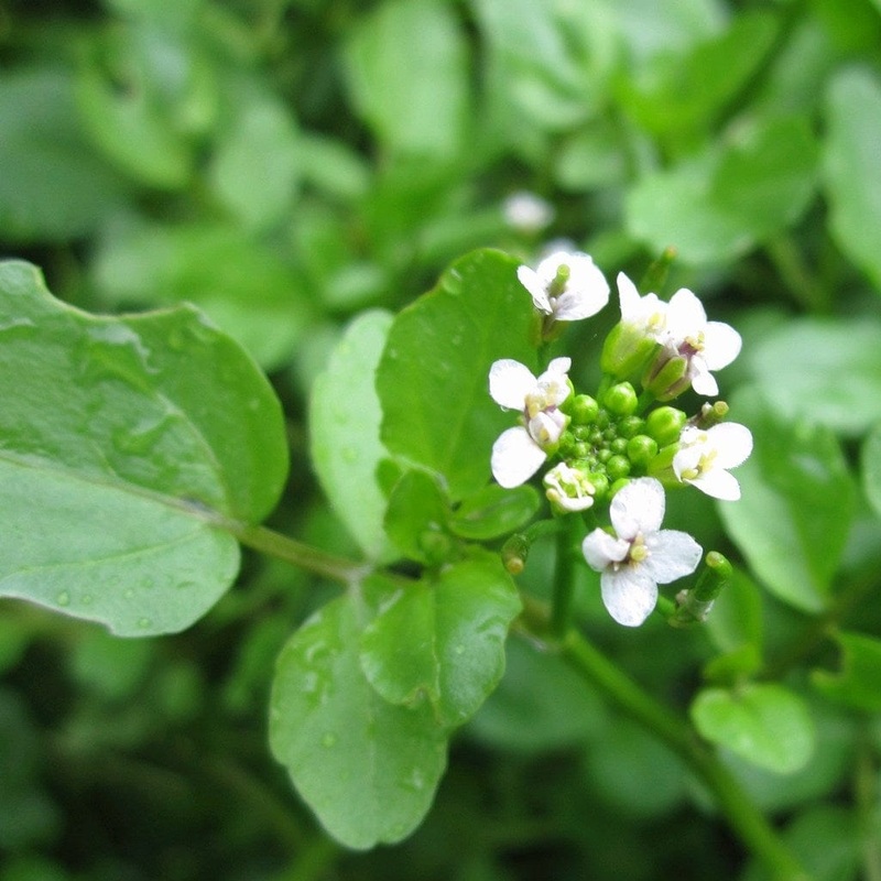 Watercress | Rorippa nasturtium aquaticum Plant in a 1L Aquatic Pot
