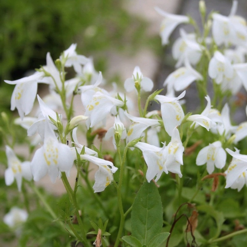 White Chinese Marshflower | Mazus reptans ‘Alba’ Plant in a 1L Aquatic Pot