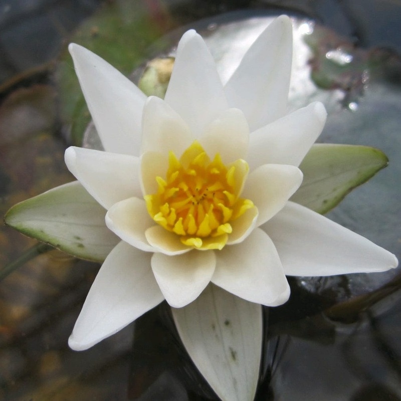 White Dwarf Water Lily | Nymphaea ‘Pygmaea Alba’ Plant in a 1L Aquatic Pot