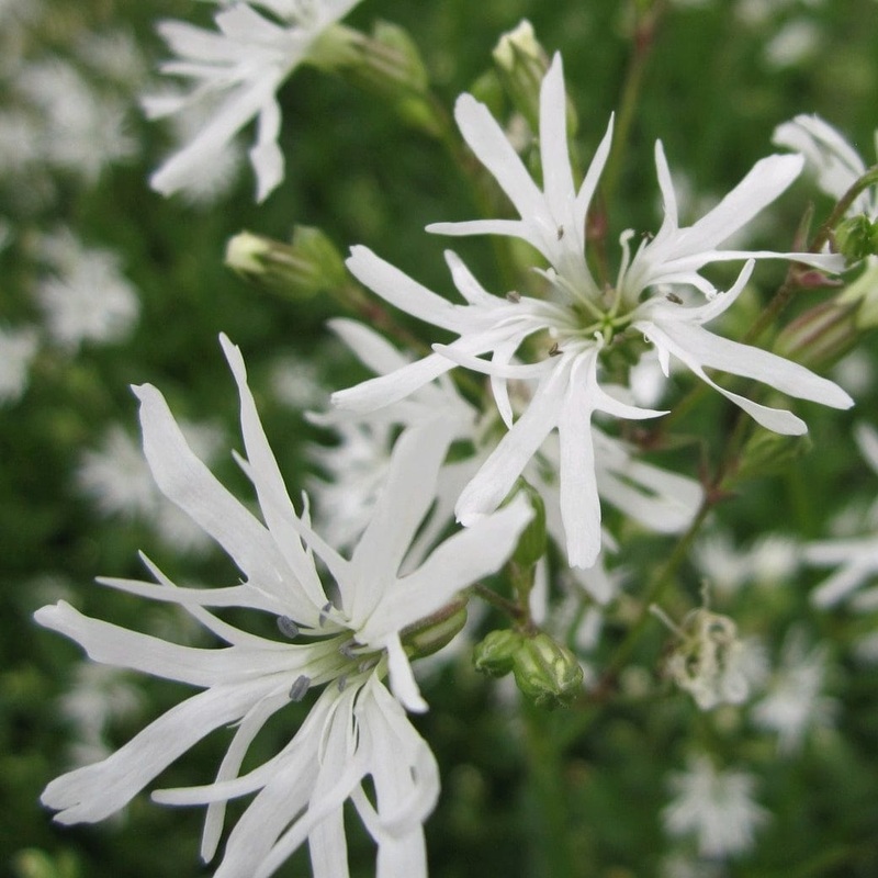 White Robin Plant in a 1L Aquatic Pot